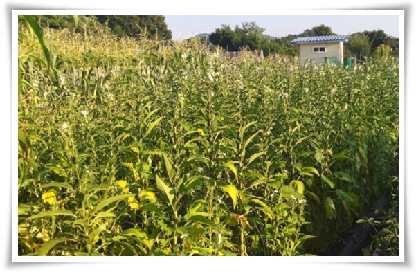 "8월, 참깨 수확해야 해요!" 순지르기/베는시기/수확하기/보관하기