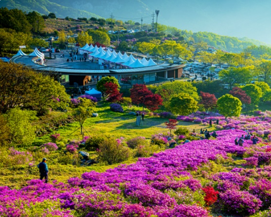 황매산 철쭉 축제 주차장
