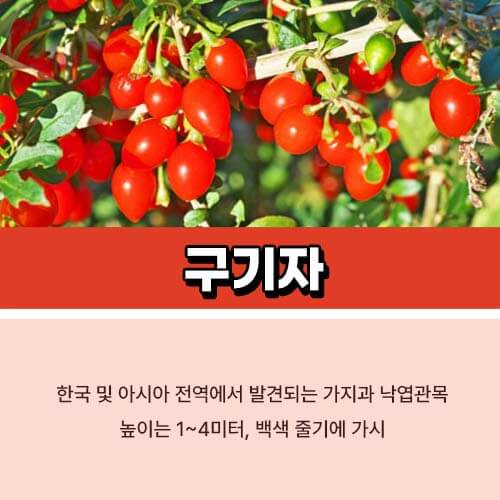 발효 구기자 분말