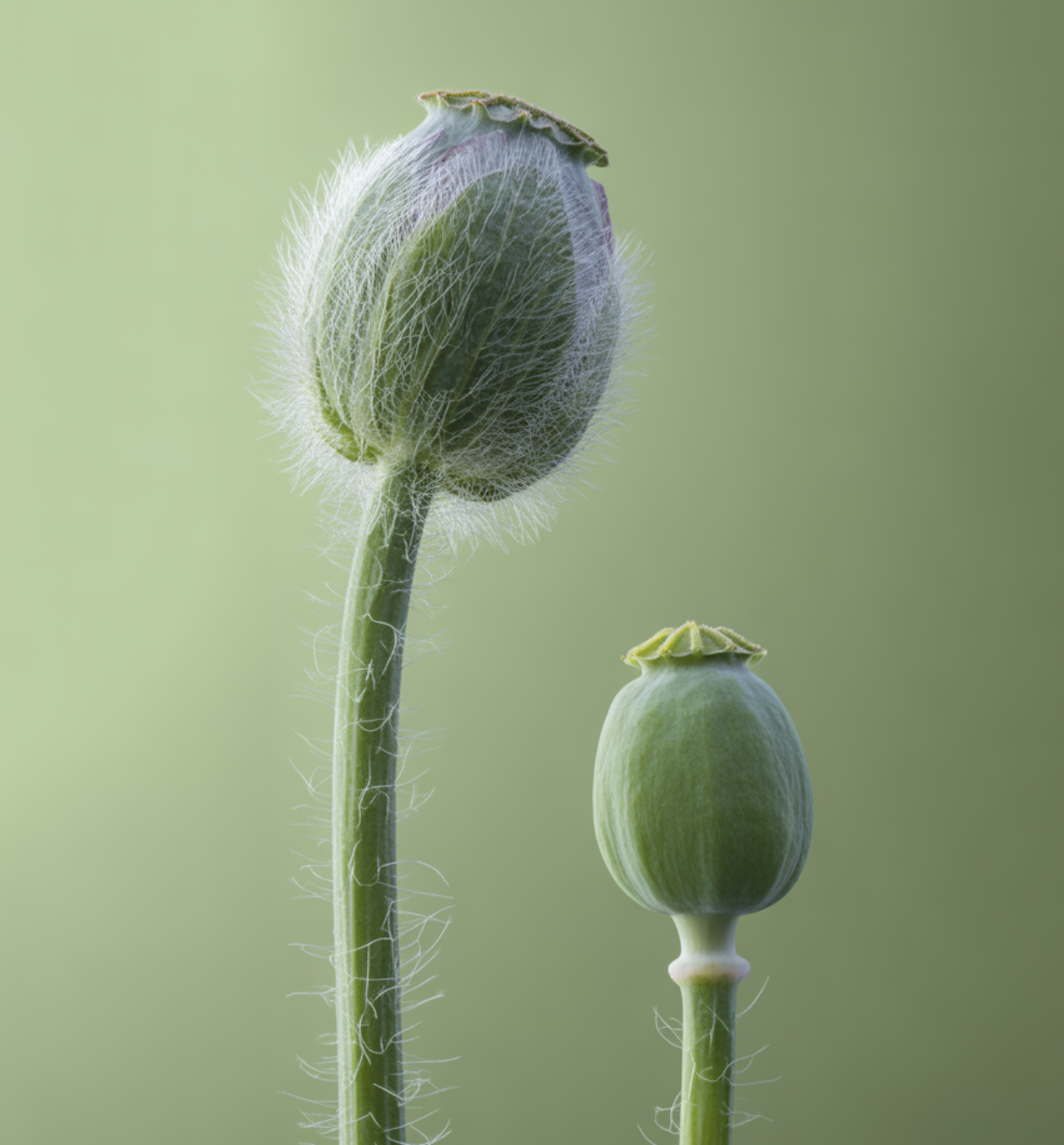 진짜 &amp;#39;마약 양귀비&amp;#39;&amp;#44; 어떻게 구별할까?