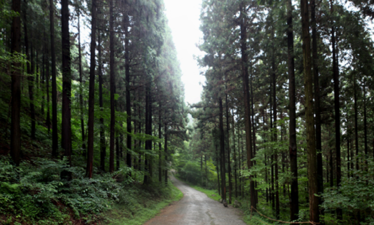 축령산 등산코스