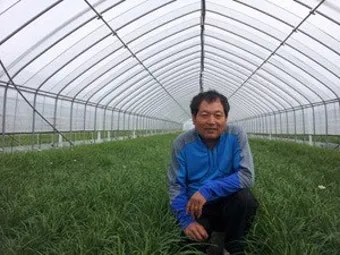 부추 재배 포기 나누기 덧비료 수확 반복_12