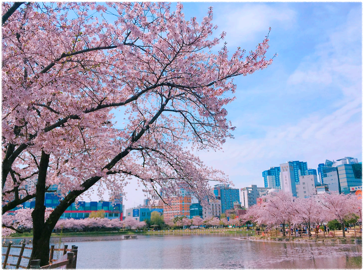 광주광역시 벚꽃 명소