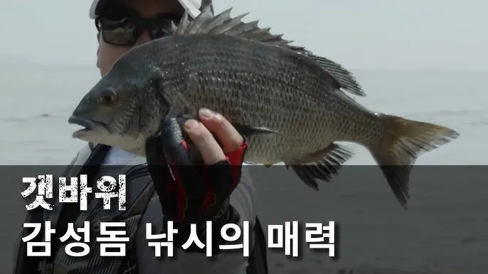 낚시 초보 탈출 감성돔 감칠맛 나는 회 손질 요령_8