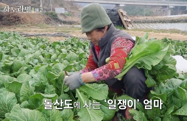 사노라면-춘화-엄마-여수-돌산-갓김치