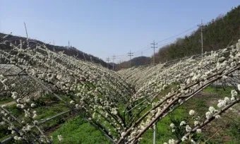 자두 재배 결과지 관리 칼슘 시비 낙과 예방_6
