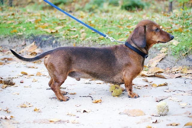 canine atopic dermatitis