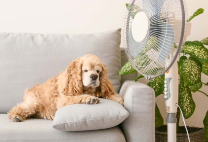 개와 선풍기
