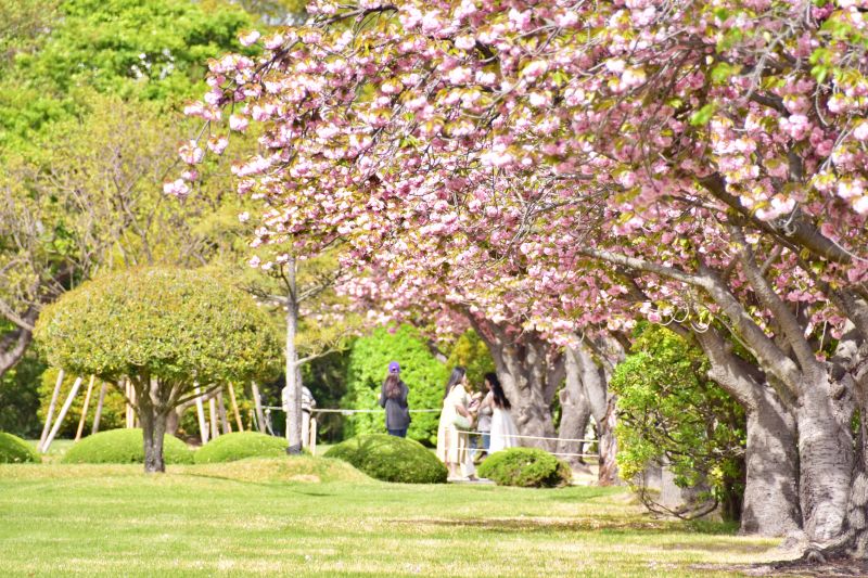 부산 겹벚꽃 명소 부산 유엔공원