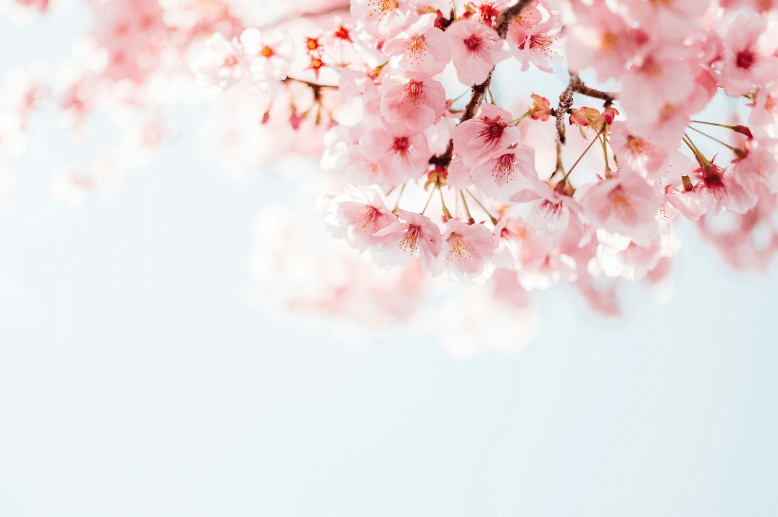 2024년 전국 벚꽃 개화시기 및 명소 추천