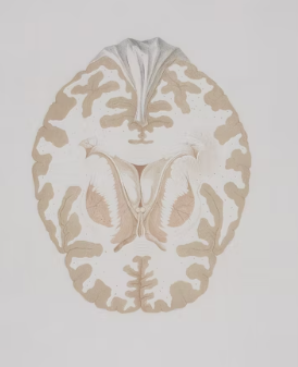 포스파티딜세린 효능 가격 식약처 인증 추천 부작용