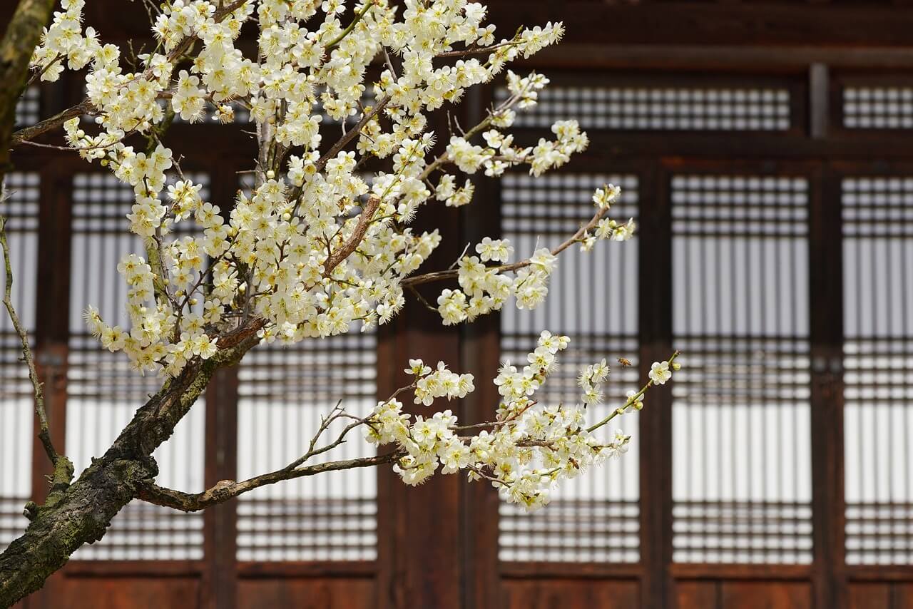 광양 매화축제 기간