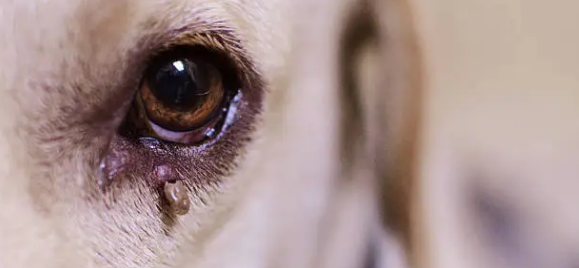 강아지 눈물 자국