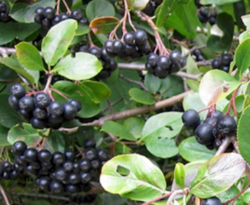 아로니아 부작용