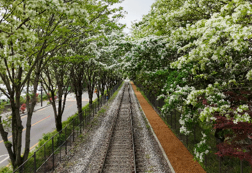 팔복동 철길 이팝나무
