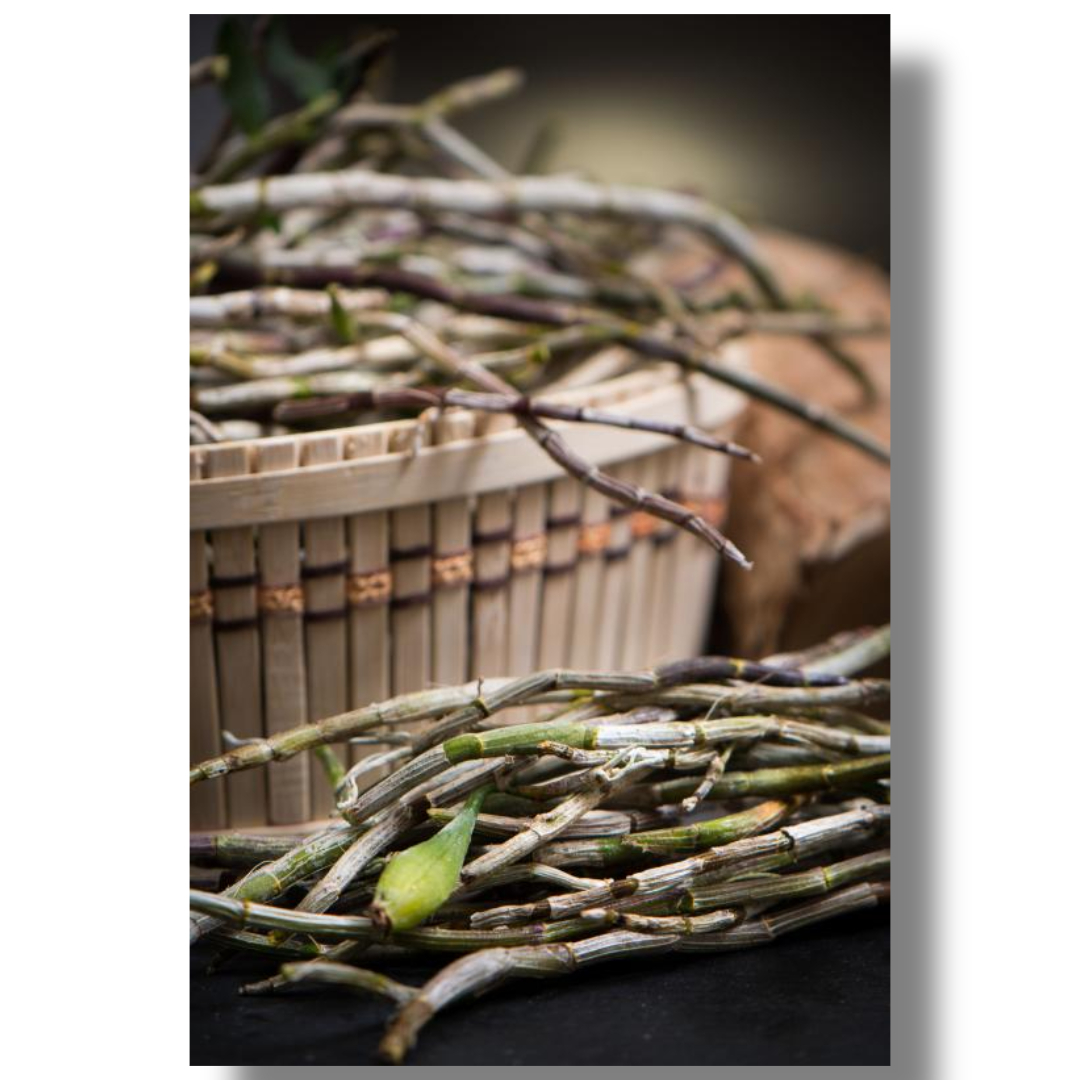 차가버섯과 관련된 사진입니다.