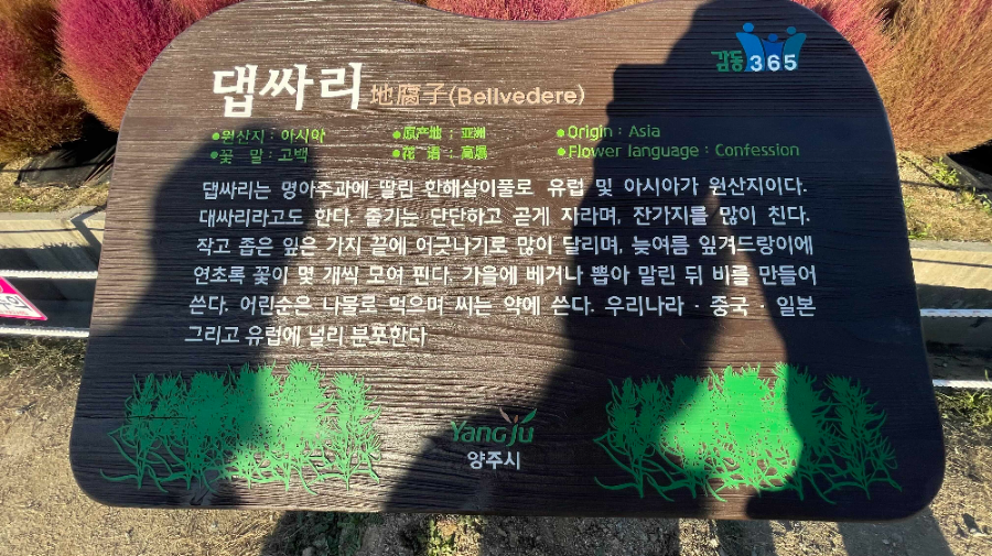 양주 나리농원 꽃 축제