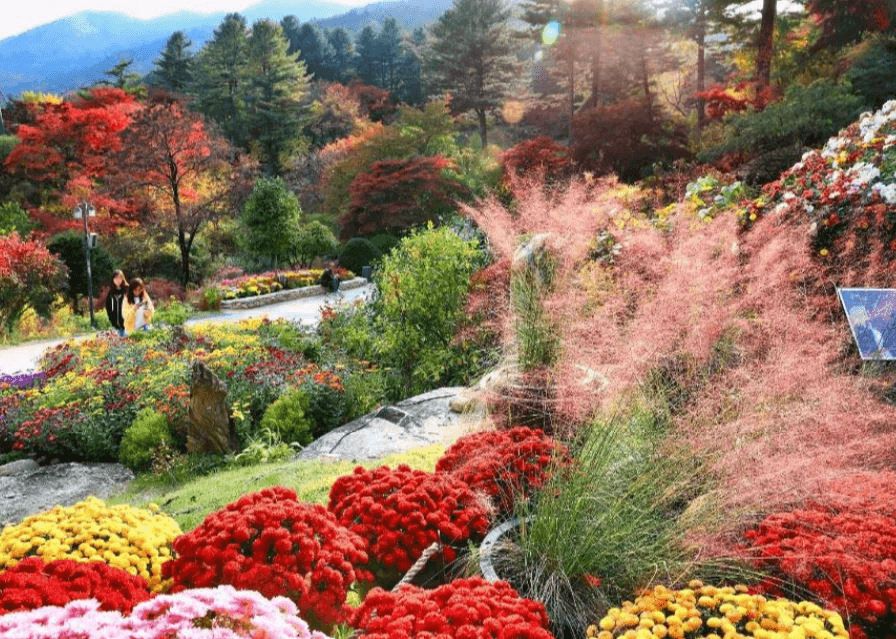 아침고요-국화전시회