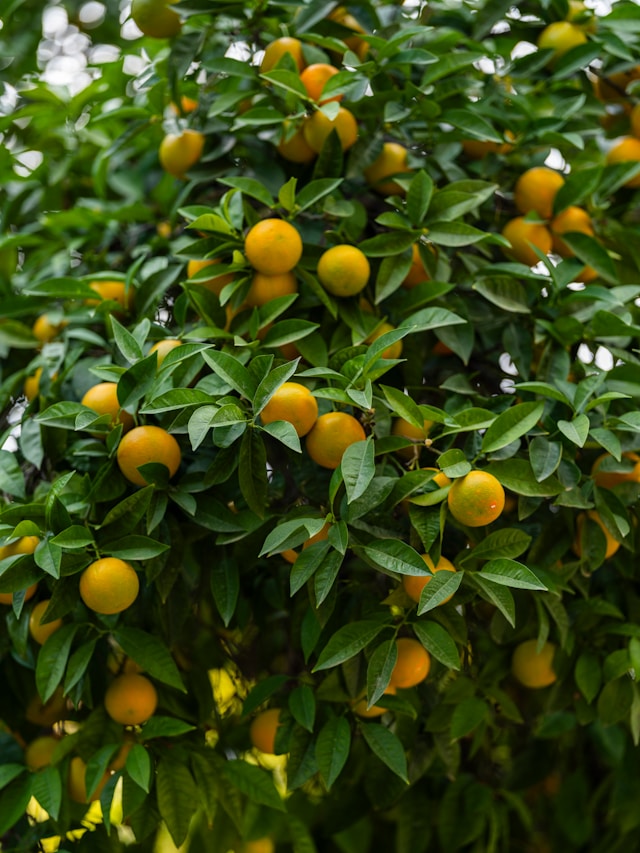 임산부 엽산 폭탄 한라봉 효능 완벽정리