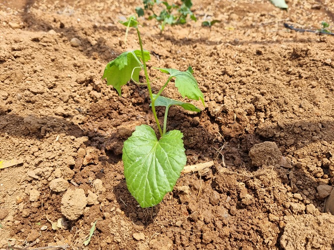 여주 모종 밭에 심었습니다.