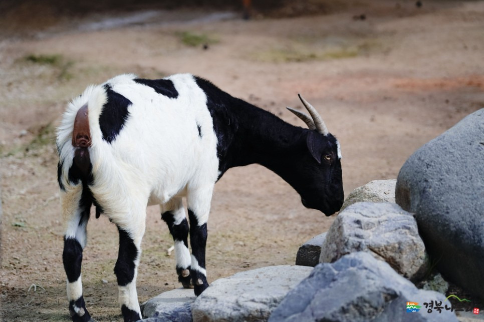 경주 주간 여행코스 | 쾌적한 실내 테마파크와 박물관