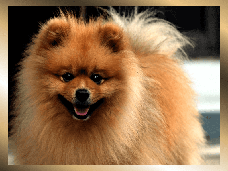 정면을-보고있는-포메라니안-한마리