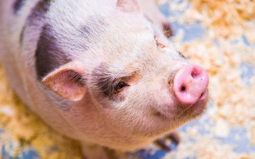 돼지와-뽀뽀하는-꿈