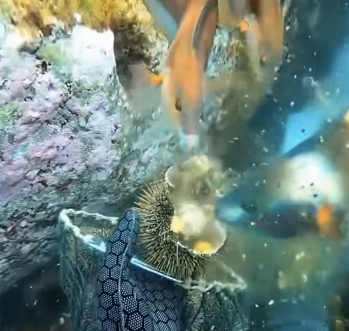 성게와 해녀 그리고 공생 물고기