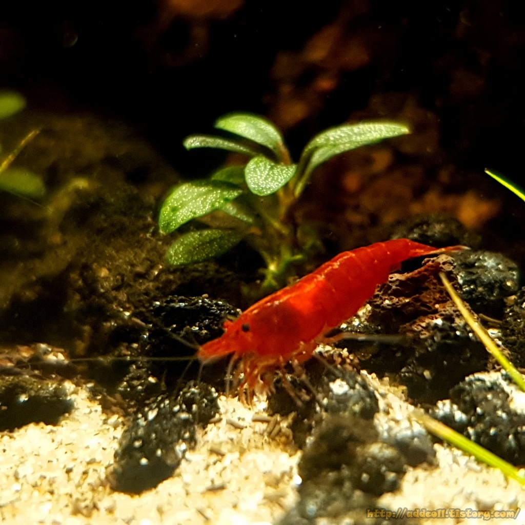 블러드메리 새우