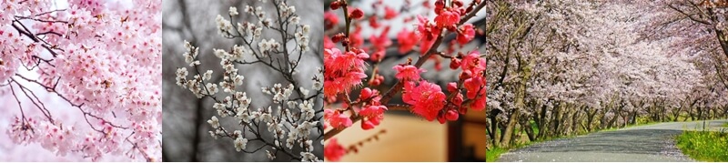 홍매화-백매화-홍매화-벚꽃나무길-가로사진
