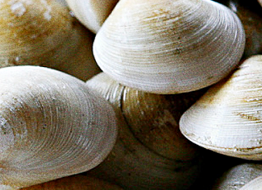 간 수치 낮추는 데 좋은 음식 모시조개