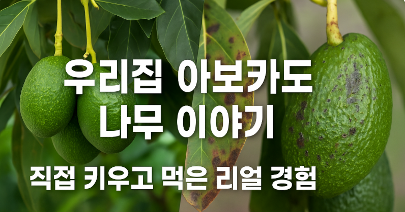 우리집 아보카도