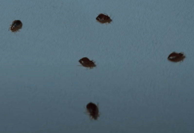 침대위에 빈대가 기어다니는 이미지