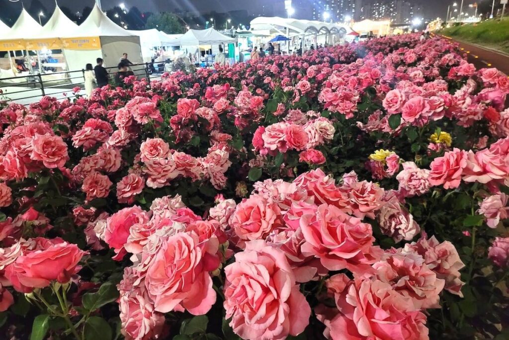 중랑-서울장미축제