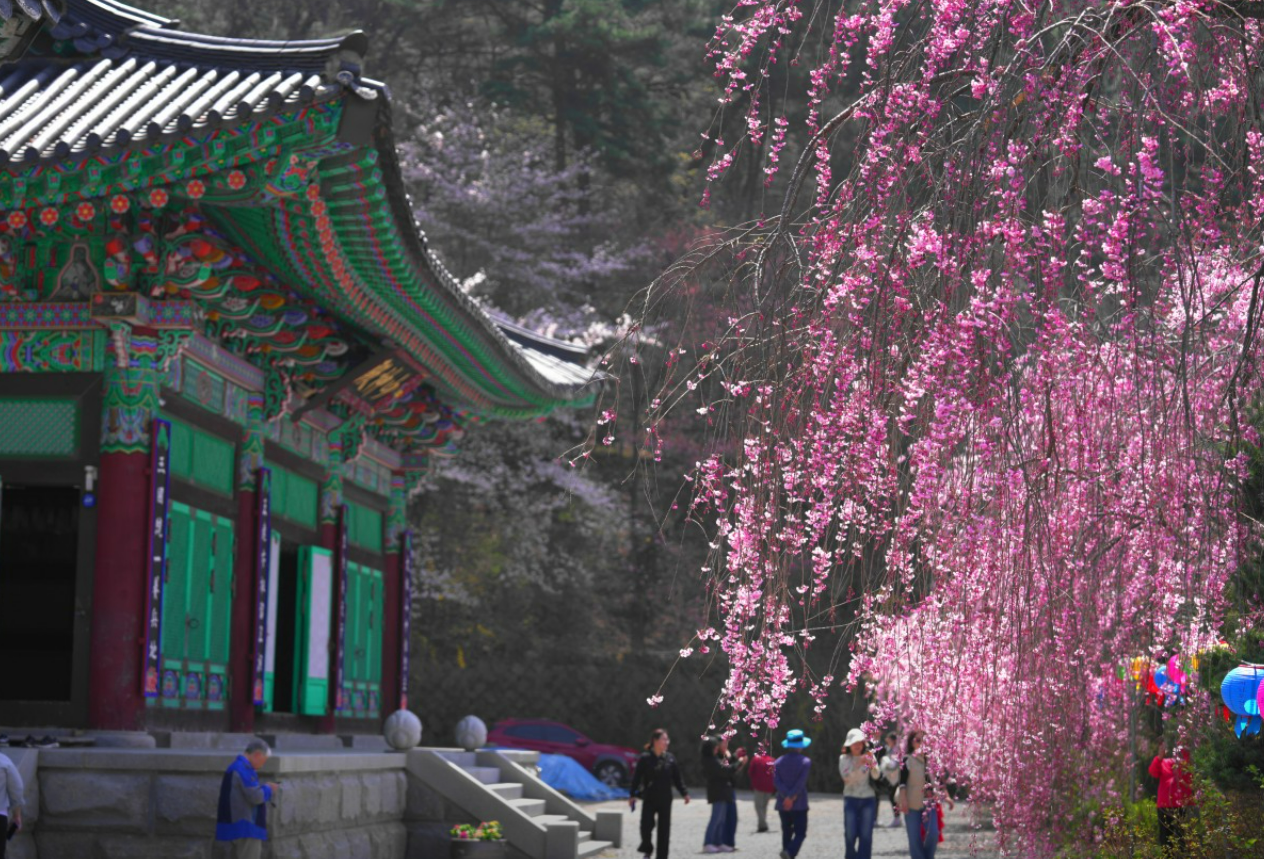 충남 벚꽃 명소 드라이브 코스 베스트 5 (각원사, 원성천, 공주 동학사, 서산 문수사, 서산 개심사 )