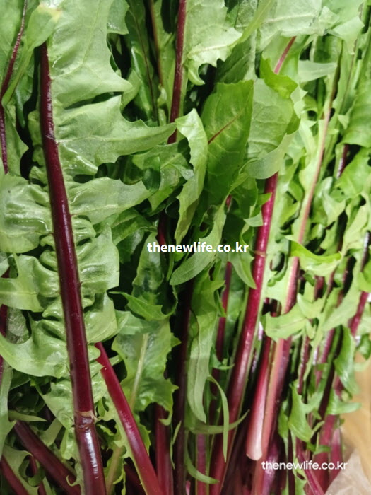 지용성 영양소 흡수를 돕기 위해 오일이나 고기 요리에 곁들이기 좋은 싱싱한 적치커리 묶음 사진