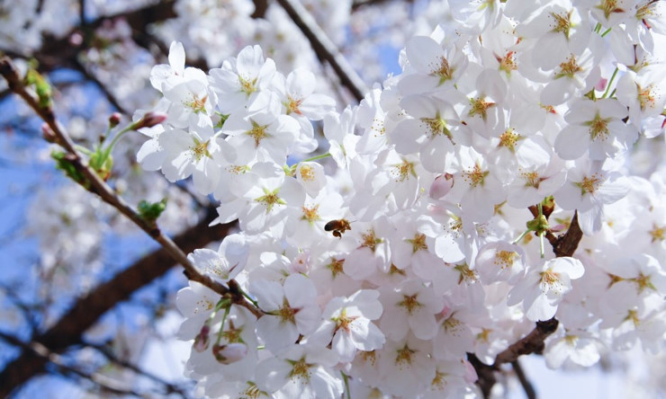 2023년 전국 벚꽃 축제 일정