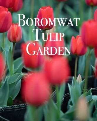 2025 제주 보롬왓 튤립축제