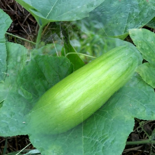 애호박, 이렇게 보관하세요! 애호박 보관법