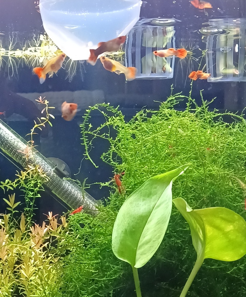 직장인 구피 먹이 주는 방법