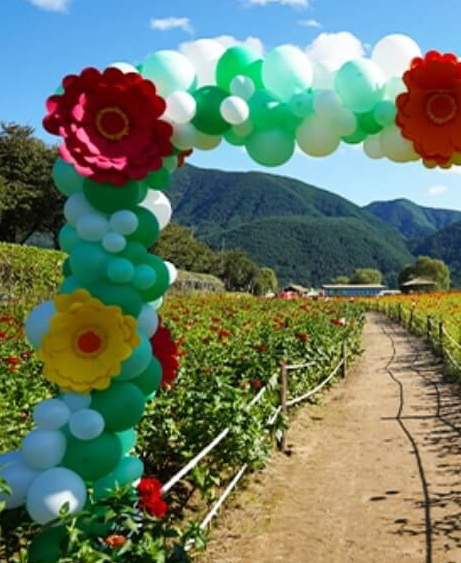 2024 평창 백일홍 축제 기간 입장료 기본정보