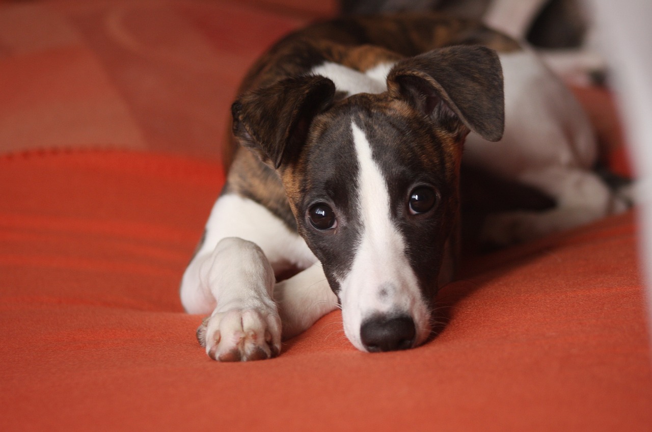 휘펫(Whippet)