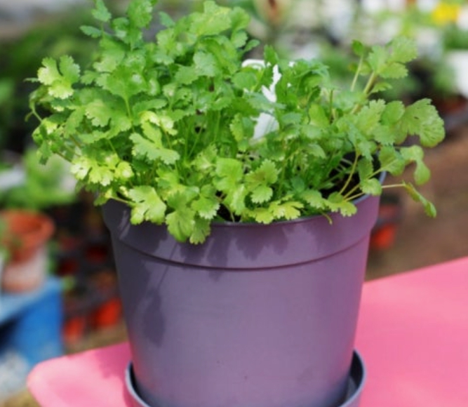 집에서 고수 키우기