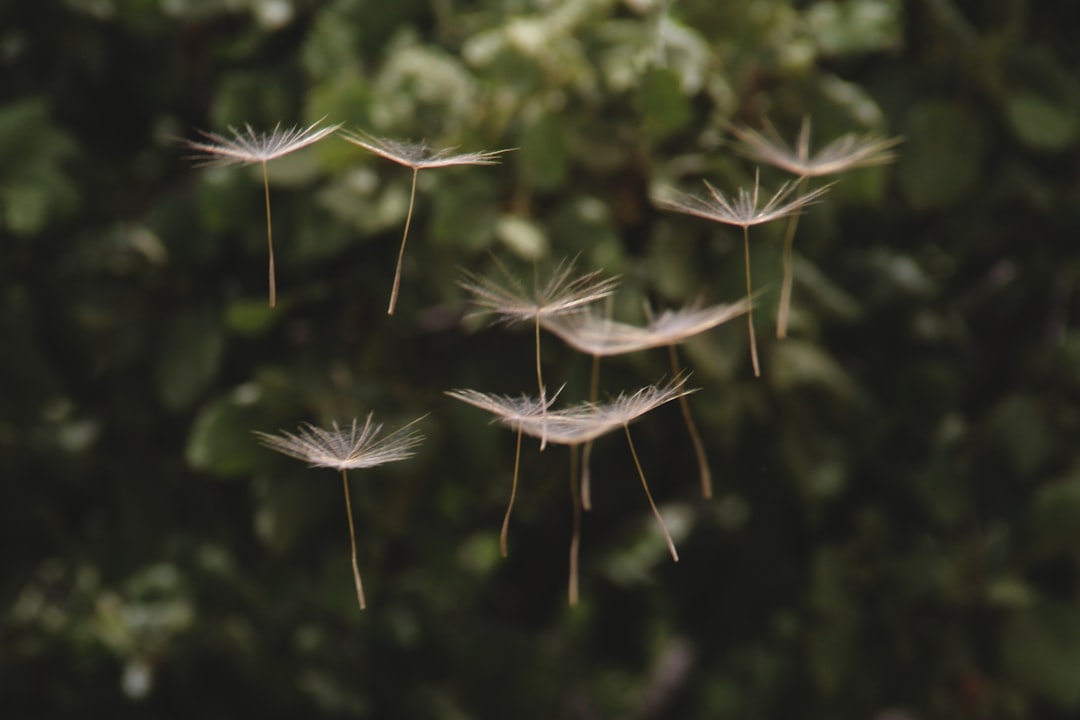 Pollen
