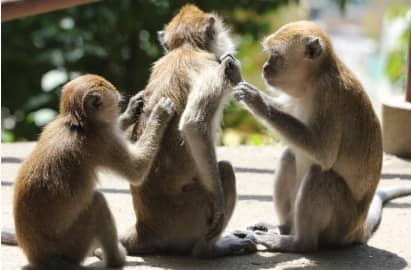 가려움증과 통증이 피부에 미치는 영향