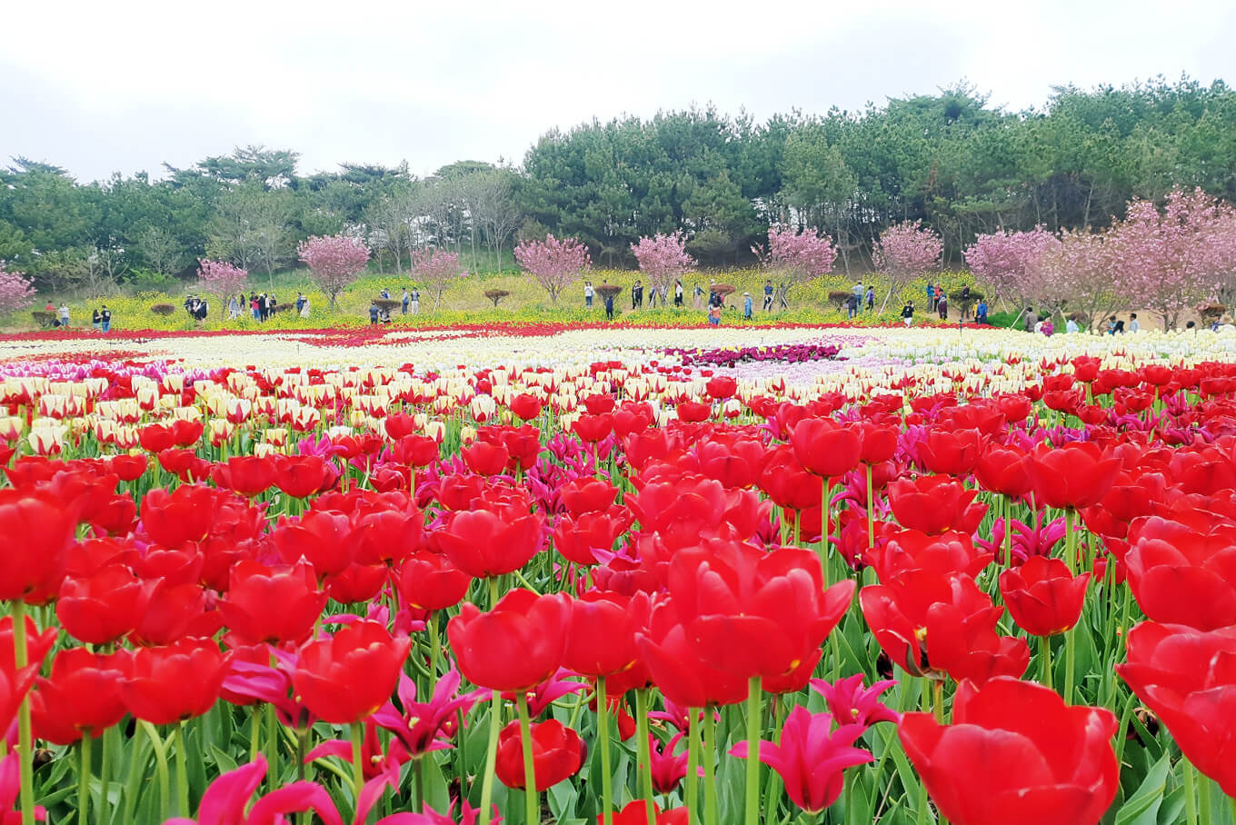 안면도수산시장 수산물 축제