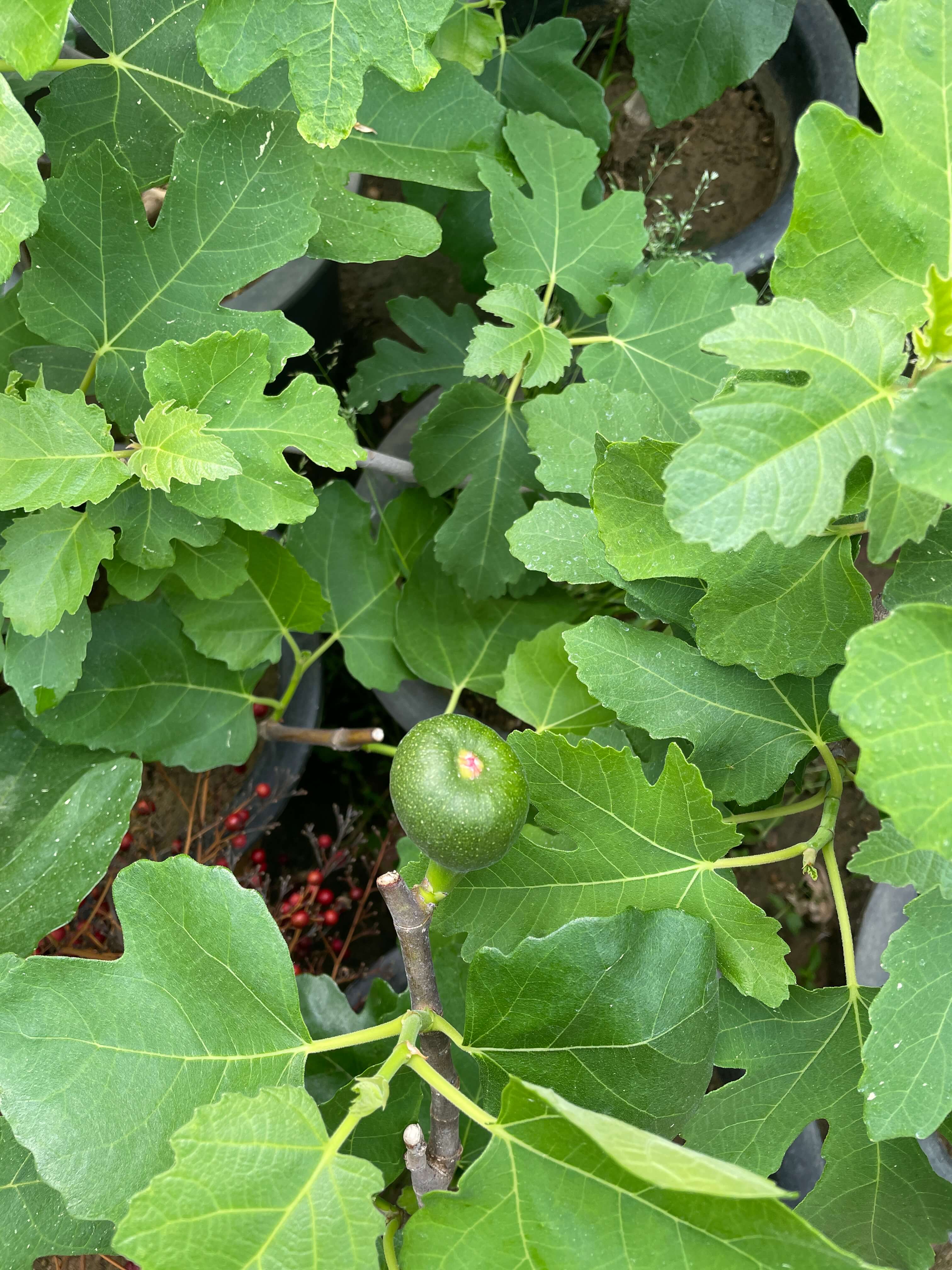 무화과나무 키우기