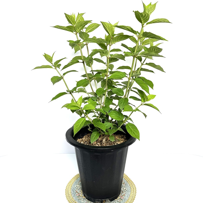 수국 라임라이트 키우기 삽목