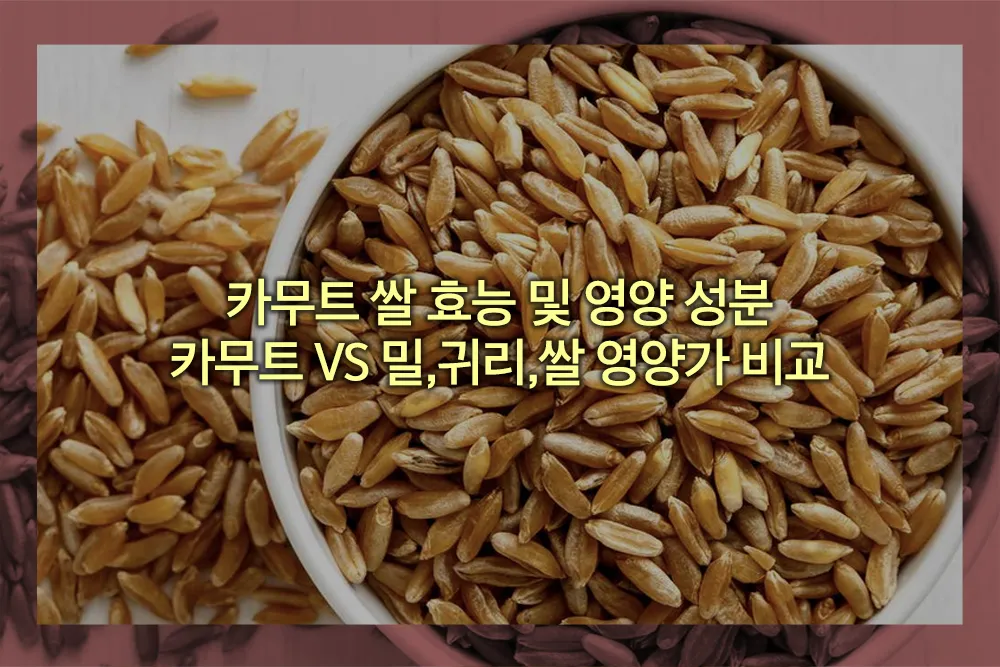 카무트 쌀 효능 영양 성분 영양가 비교
