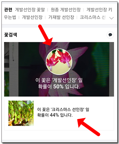 다음 꽃검색 결과 화면